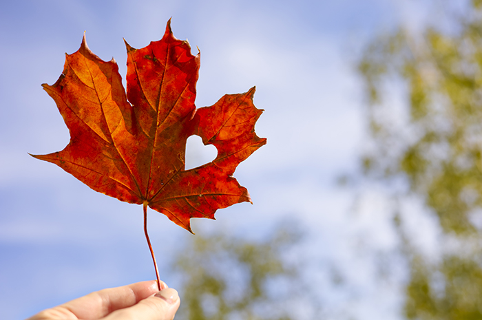 Autumn red maple leaf